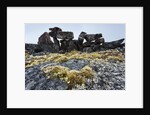 Tent Rings, Nunavut, Canada by Anonymous