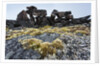 Tent Rings, Nunavut, Canada by Anonymous