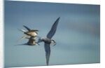 Arctic Terns, Hudson Bay, Canada by Anonymous