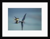 Arctic Terns, Hudson Bay, Canada by Anonymous