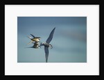 Arctic Terns, Hudson Bay, Canada by Anonymous