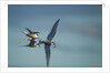 Arctic Terns, Hudson Bay, Canada by Anonymous