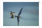 Arctic Terns, Hudson Bay, Canada by Anonymous