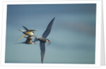 Arctic Terns, Hudson Bay, Canada by Anonymous
