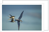 Arctic Terns, Hudson Bay, Canada by Anonymous