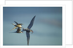 Arctic Terns, Hudson Bay, Canada by Anonymous