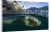 Underwater Polar Bear, Hudson Bay, Nunavut, Canada by Anonymous