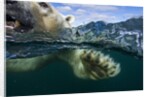 Underwater Polar Bear, Hudson Bay, Nunavut, Canada by Anonymous