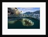 Underwater Polar Bear, Hudson Bay, Nunavut, Canada by Anonymous