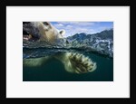 Underwater Polar Bear, Hudson Bay, Nunavut, Canada by Anonymous