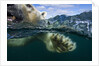 Underwater Polar Bear, Hudson Bay, Nunavut, Canada by Anonymous