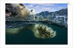 Underwater Polar Bear, Hudson Bay, Nunavut, Canada by Anonymous