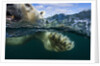 Underwater Polar Bear, Hudson Bay, Nunavut, Canada by Anonymous