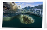 Underwater Polar Bear, Hudson Bay, Nunavut, Canada by Anonymous