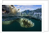 Underwater Polar Bear, Hudson Bay, Nunavut, Canada by Anonymous