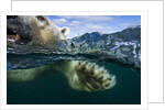 Underwater Polar Bear, Hudson Bay, Nunavut, Canada by Anonymous