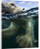 Underwater Polar Bear, Hudson Bay, Nunavut, Canada by Anonymous