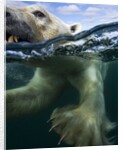 Underwater Polar Bear, Hudson Bay, Nunavut, Canada by Anonymous