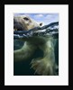 Underwater Polar Bear, Hudson Bay, Nunavut, Canada by Anonymous