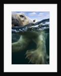 Underwater Polar Bear, Hudson Bay, Nunavut, Canada by Anonymous