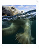 Underwater Polar Bear, Hudson Bay, Nunavut, Canada by Anonymous