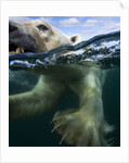 Underwater Polar Bear, Hudson Bay, Nunavut, Canada by Anonymous