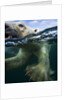 Underwater Polar Bear, Hudson Bay, Nunavut, Canada by Anonymous