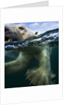 Underwater Polar Bear, Hudson Bay, Nunavut, Canada by Anonymous