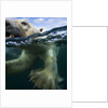 Underwater Polar Bear, Hudson Bay, Nunavut, Canada by Anonymous