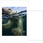 Underwater Polar Bear, Hudson Bay, Nunavut, Canada by Anonymous