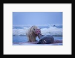 Polar Bear Feeding on Walrus, Hudson Bay, Nunavut, Canada by Anonymous