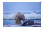 Polar Bear Feeding on Walrus, Hudson Bay, Nunavut, Canada by Anonymous