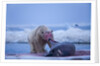 Polar Bear Feeding on Walrus, Hudson Bay, Nunavut, Canada by Anonymous