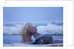 Polar Bear Feeding on Walrus, Hudson Bay, Nunavut, Canada by Anonymous