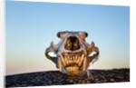 Polar Bear Skull, Hudson Bay, Nunavut, Canada by Anonymous