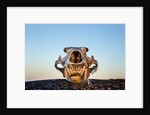 Polar Bear Skull, Hudson Bay, Nunavut, Canada by Anonymous
