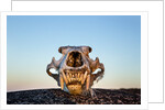 Polar Bear Skull, Hudson Bay, Nunavut, Canada by Anonymous