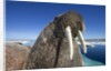 Walrus, Hudson Bay, Nunavut, Canada by Anonymous