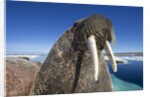 Walrus, Hudson Bay, Nunavut, Canada by Anonymous