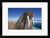 Walrus, Hudson Bay, Nunavut, Canada by Anonymous