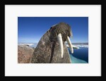 Walrus, Hudson Bay, Nunavut, Canada by Anonymous