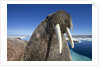 Walrus, Hudson Bay, Nunavut, Canada by Anonymous