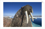 Walrus, Hudson Bay, Nunavut, Canada by Anonymous