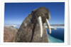 Walrus, Hudson Bay, Nunavut, Canada by Anonymous