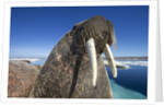 Walrus, Hudson Bay, Nunavut, Canada by Anonymous