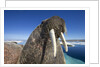Walrus, Hudson Bay, Nunavut, Canada by Anonymous