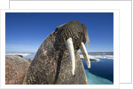 Walrus, Hudson Bay, Nunavut, Canada by Anonymous
