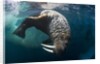 Underwater View of Walrus, Hudson Bay, Nunavut, Canada by Anonymous