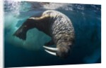 Underwater View of Walrus, Hudson Bay, Nunavut, Canada by Anonymous