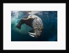 Underwater View of Walrus, Hudson Bay, Nunavut, Canada by Anonymous